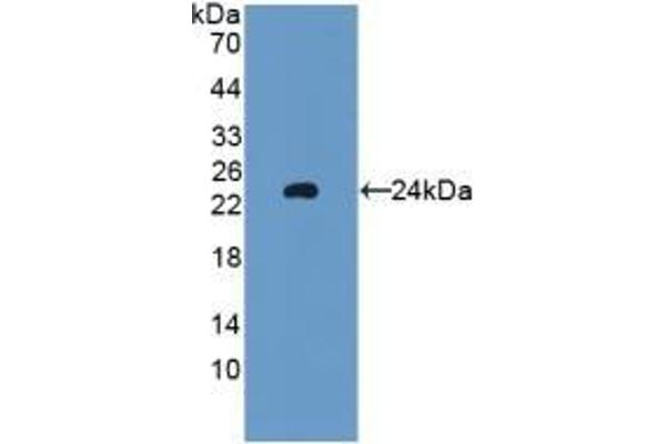 GPX5 anticorps  (AA 22-221)