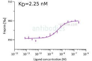 Binding Studies (Bind) image for anti-SARS-CoV-2 Spike S1 (RBD) antibody (ABIN6952546)