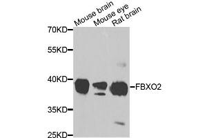 Western blot analysis of extracts of various cell lines, using FBXO2 antibody.