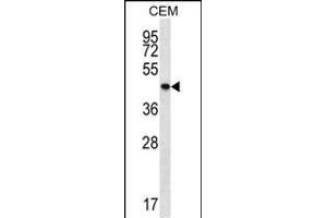 PTPN2 Antibody (C-term) (ABIN657234 and ABIN2846335) western blot analysis in CEM cell line lysates (35 μg/lane). (PTPN2 antibody  (C-Term))