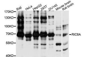 Western blot analysis of extracts of various cell lines, using RIC8A antibody. (RIC8A antibody  (AA 362-531))