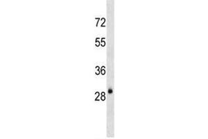AQP3 antibody western blot analysis in mouse kidney tissue lysate (AQP3 antibody  (AA 163-191))