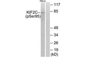 Western blot analysis of extracts from HeLa cells treated with TNF 10ng/ml 30', using KIF2C (Phospho-Ser95) Antibody. (KIF2C antibody  (pSer95))