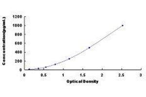 Fibroblast Growth Factor 13 (FGF13) ELISA Kit