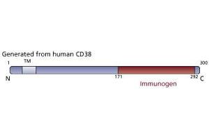 Image no. 1 for anti-CD38 (AA 171-292) antibody (ABIN968373) (CD38 antibody  (AA 171-292))