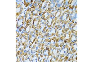 Immunohistochemistry of paraffin-embedded mouse stomach using PSRC1 antibody (ABIN1876672) at dilution of 1:100 (40x lens). (PSRC1 antibody)