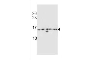 HIST1H2AB Antibody (N-term) (ABIN656986 and ABIN2846169) western blot analysis in K562,CEM,MDA-M,NCI-,MDA-M cell line lysates (35 μg/lane). (HIST1H2AB antibody  (N-Term))