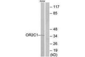 Western Blotting (WB) image for anti-Olfactory Receptor, Family 2, Subfamily C, Member 1 (OR2C1) (AA 241-290) antibody (ABIN2890977) (OR2C1 antibody  (AA 241-290))