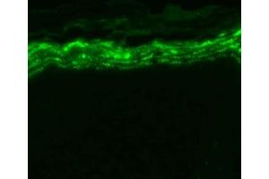 Immunohistochemistry analysis using Mouse Anti-Nav1. (SCN9A antibody  (AA 1751-1946))