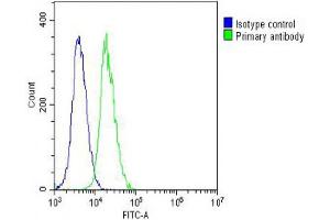 Overlay histogram showing NIH/3T3 cells stained with (ABIN6242693 and ABIN6578667) (green line). (Vinculin antibody  (AA 634-668))