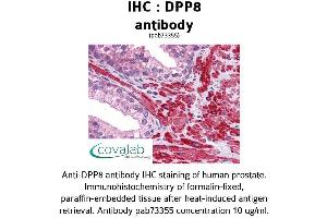 Image no. 2 for anti-Dipeptidyl-Peptidase 8 (DPP8) (AA 1-39) antibody (ABIN1733752) (DPP8 antibody  (AA 1-39))