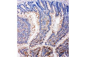 Anti-SMAD5 antibody, IHC(P) IHC(P): Rat Intestine Tissue (SMAD5 antibody  (Middle Region))