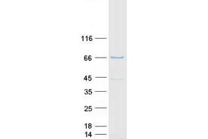 Validation with Western Blot (CRY2 Protein (Transcript Variant 1) (Myc-DYKDDDDK Tag))