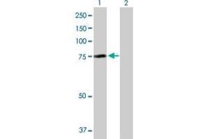 Western Blot analysis of AHI1 expression in transfected 293T cell line by AHI1 MaxPab polyclonal antibody. (AHI1 antibody  (AA 1-609))