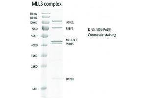 Recombinant MLL3 Complex protein gel. (MLL3 Complex (AA 4740-4911) protein (GST tag))