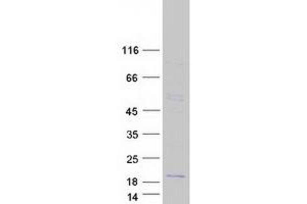 CSHL1 Protein (Transcript Variant 3) (Myc-DYKDDDDK Tag)