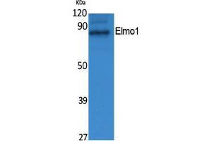 Western Blotting (WB) image for anti-Engulfment and Cell Motility 1 (ELMO1) (N-Term) antibody (ABIN3187599) (ELMO1 antibody  (N-Term))
