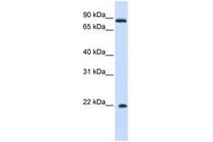 Image no. 1 for anti-Interferon, alpha 7 (IFNa7) (AA 36-85) antibody (ABIN6741315) (IFNA7 antibody  (AA 36-85))