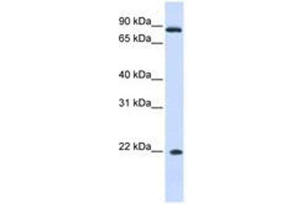IFNA7 anticorps  (AA 36-85)