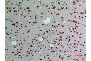 Immunohistochemistry (IHC) analysis of paraffin-embedded Rat Brain, antibody was diluted at 1:100. (Lamin B1 antibody  (Internal Region))