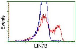 Image no. 3 for anti-Lin-7 Homolog B (LIN7B) antibody (ABIN1499155) (LIN7B antibody)