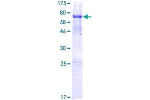 Image no. 1 for AlkB, Alkylation Repair Homolog 5 (ALKBH5) (AA 1-458) protein (GST tag) (ABIN1344895) (ALKBH5 Protein (AA 1-458) (GST tag))