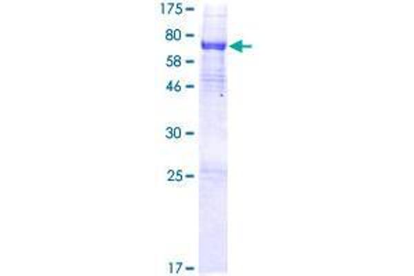 ALKBH5 Protein (AA 1-458) (GST tag)