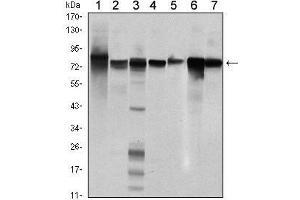 Western Blot showing STAT5B antibody used against Hela (1), K562 (2), NIH/3T3 (3), C6 (4), HEK293 (5), Jurkat (6) and HL-60 (7) cell lysate. (STAT5B antibody)