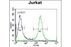 PDE3B Antibody (Center) (ABIN655957 and ABIN2845343) flow cytometric analysis of Jurkat cells (right histogram) compared to a negative control cell (left histogram). (PDE3B antibody  (AA 400-427))