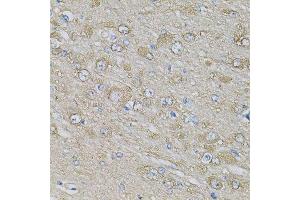 Immunohistochemistry of paraffin-embedded rat brain using EIF3H Antibody. (EIF3H antibody  (AA 80-340))