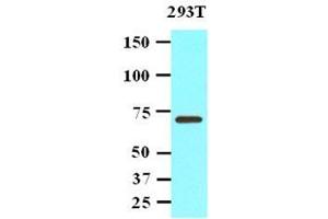 Cell lysates of 293T(20 ug) were resolved by SDS-PAGE, transferred to nitrocellulose membrane and probed with anti-human PPM1G (1:1,000). (PPM1G antibody  (AA 317-546))