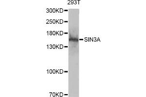 Western blot analysis of extracts of 293T cells, using SIN3A antibody (ABIN6293567) at 1:1000 dilution. (SIN3A antibody)