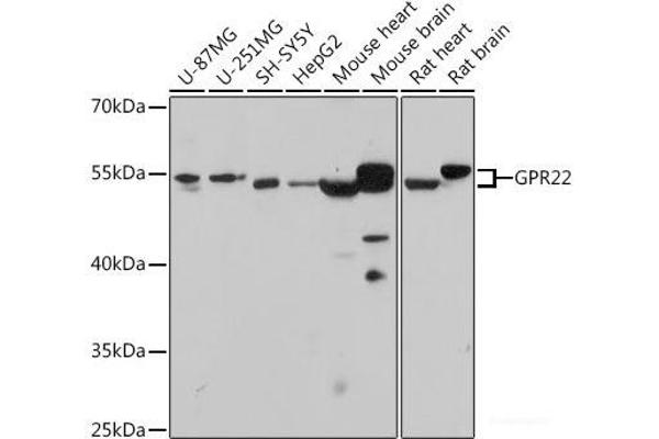 GPR22 antibody