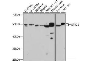 GPR22 anticorps