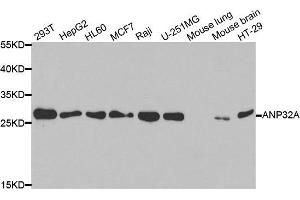 Western blot analysis of extracts of various cell lines, using ANP32A antibody.