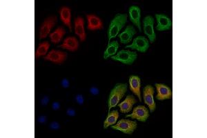 ABIN7094727 and ABIN7098778 staining Hela cells by IF/ICC. (DISC1 antibody  (N-Term))