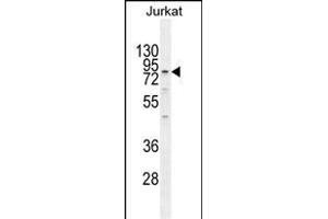 ELMO2 Antibody (Center) (ABIN655058 and ABIN2844687) western blot analysis in Jurkat cell line lysates (35 μg/lane). (ELMO2 antibody  (AA 323-350))