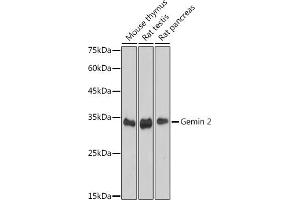 Western blot analysis of extracts of various cell lines, using Gemin 2 antibody (ABIN7267366) at 1:1000 dilution. (SIP1 antibody)