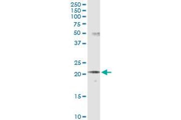 SCNM1 antibody  (AA 1-230)