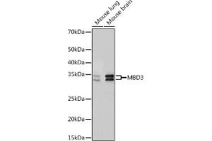 Western blot analysis of extracts of various cell lines, using MBD3 Rabbit mAb (ABIN7268492) at 1:1000 dilution. (MBD3 antibody)