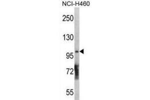 Western Blotting (WB) image for anti-Diacylglycerol Kinase, theta 110kDa (DGKQ) antibody (ABIN3003694) (DGKQ antibody)