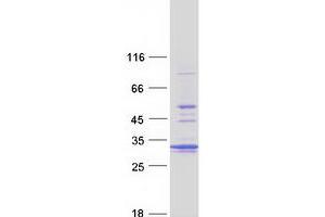 Validation with Western Blot (PSMA5 Protein (Myc-DYKDDDDK Tag))