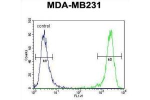 Flow Cytometry (FACS) image for anti-Empty Spiracles Homeobox 1 (EMX1) antibody (ABIN3003987) (EMX1 antibody)