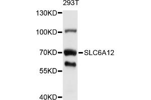 Western blot analysis of extracts of 293T cells, using SLC6A12 antibody (ABIN5998874) at 1/1000 dilution. (SLC6A12 antibody)