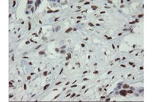 Image no. 1 for anti-Transcription Factor MafB (MAFB) (AA 32-320) antibody (ABIN1491411) (MAFB antibody  (AA 32-320))