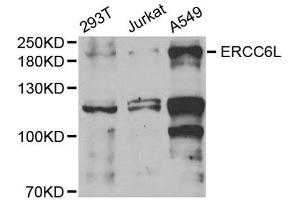 Western Blotting (WB) image for anti-Excision Repair Cross-Complementing Rodent Repair Deficiency, Complementation Group 6-Like (ERCC6L) antibody (ABIN1877125)