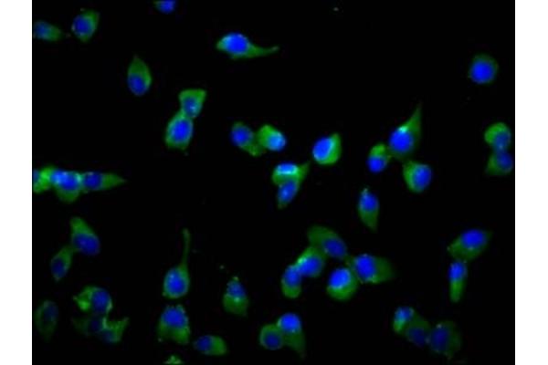 SLCO1A2 antibody  (AA 406-513)