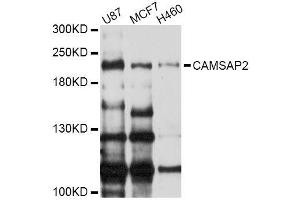 Western blot analysis of extracts of various cell lines, using CAMSAP2 Antibody (ABIN5996416) at 1/1000 dilution. (CAMSAP2 antibody)