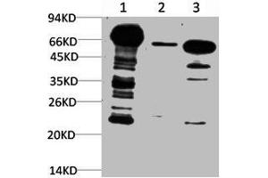 Western blot analysis of 1) Hela Cell Lysate, 2) 3T3 Cell Lysate, 3) Rat Brain Tissue Lysate using Ubiquitin Mouse mAb diluted at 1:1000. (Ubiquitin antibody)