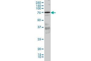 PRKCI monoclonal antibody (M02), clone 3A7 Western Blot analysis of PRKCI expression in Hela S3 NE . (PKC iota antibody  (AA 1-100))